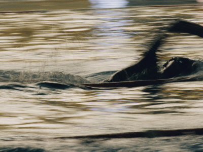Buy A Swimmer Does the Crawl at AllPosters.com