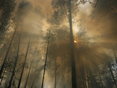 Buy Sunlit Smoke Whispers the Firefighters Secret- Life Can Be Beautiful Even When the World Burns Down at AllPosters.com