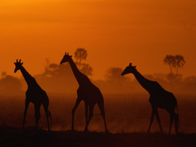 Buy Giraffes Silhouetted at Twilight at AllPosters.com