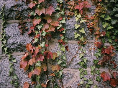 Buy Ivy on a Stone Wall at AllPosters.com