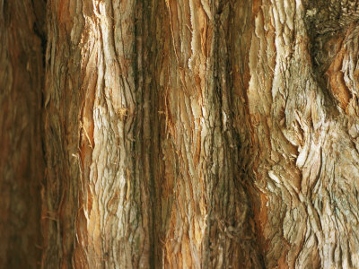 Buy Tree Bark at AllPosters.com