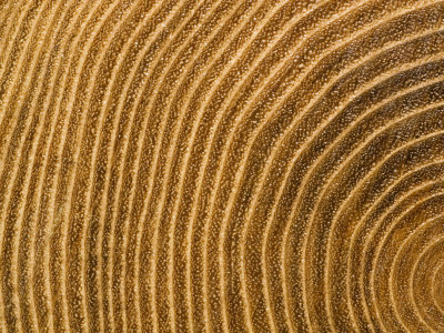 A Close View of Tree Rings