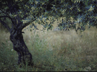 Flowering Olive Tree Growing in a Field