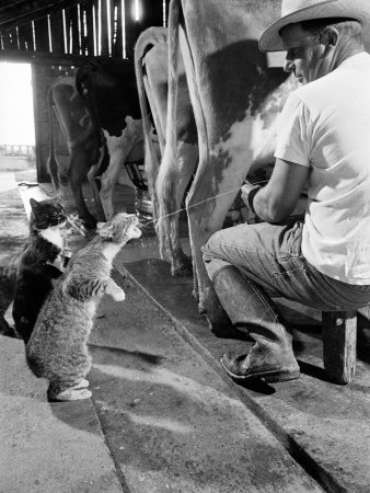 Cats Blackie and Brownie Catching Squirts of Milk During Milking at Arch Badertscher