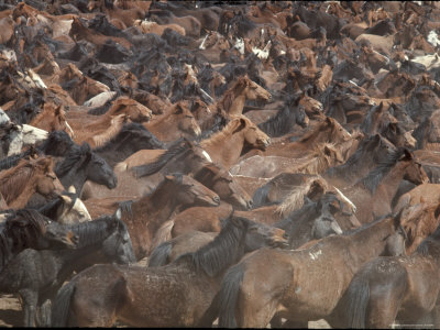 Horses During Filming of Western Movie "The Undefeated"