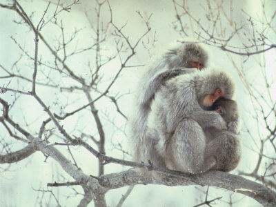 Family of Japanese Macaques Sitting in Tree in Shiga Mountains