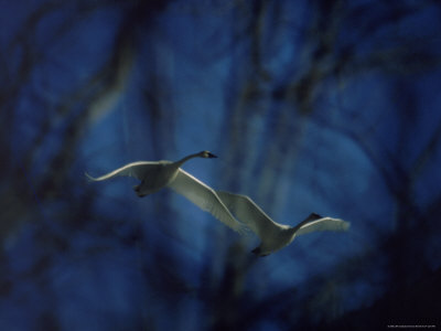 Trumpeter Swans in Flight