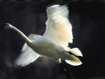 Trumpeter Swan in Flight