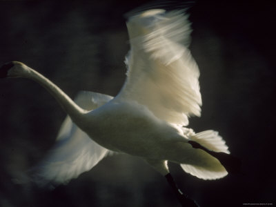 Trumpeter Swan in Flight