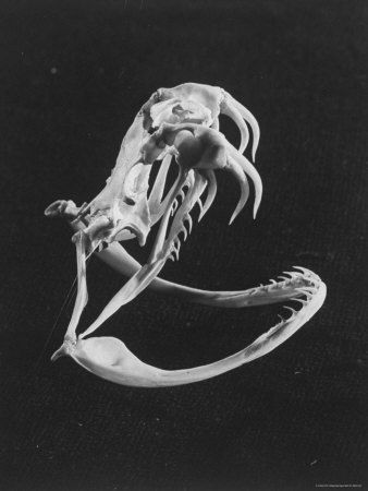 Rattlesnake Skull