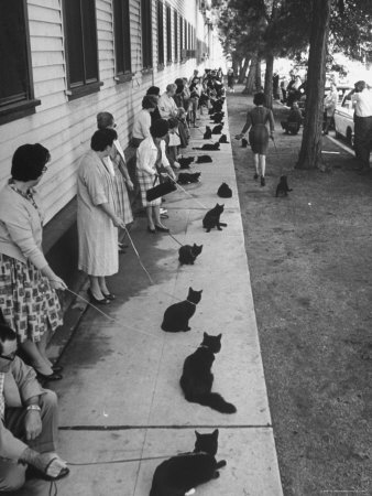 Owners with Their Black Cats, Waiting in Line For Audition in Movie "Tales of Terror"