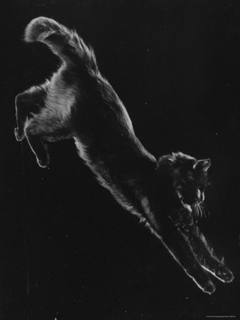 Portrait of Blackie, Gjon Mili