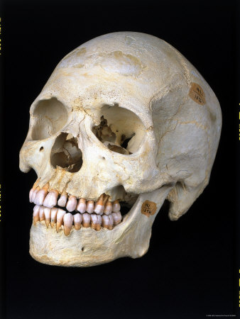 Modern Homo Sapiens Skull
