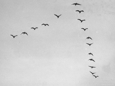 Wild Geese Flying