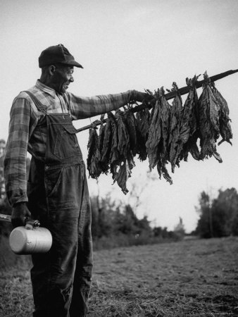 Tobacco Farmer Holding Dried Tobacco Leaves