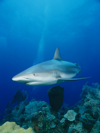 A Caribbean Reef Shark Swims over a Coral Reef in the Bahamas
