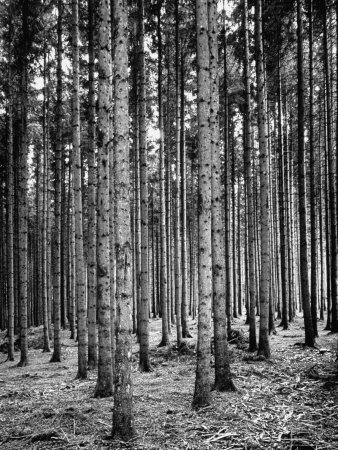 Trees Standing in the Black Forest