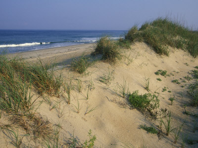 Buy The Atlantic Ocean Rolls in Along the Dunes at Avon at AllPosters.com