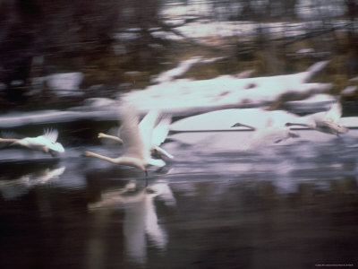 Trumpeter Swans Taking Flight from Water