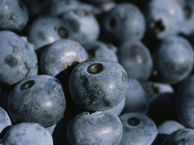 Buy A Close View of Fresh-Picked Blueberries at AllPosters.com