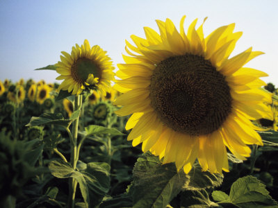 Buy A Close View of a Field of Sunflowers in Tuscany, Italy at AllPosters.com