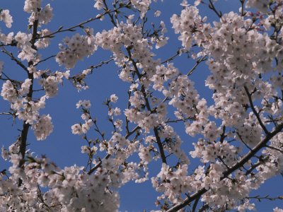 Buy View of Cherry Blossoms in Full Bloom at AllPosters.com