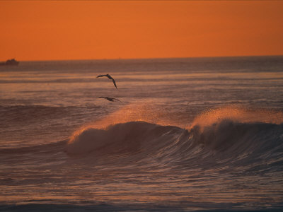 Brown Pelicans Ride Along Breaking Surf at Sunset in La Jolla