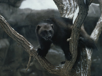 Buy A Captive Wolverine in a Snow-Dusted Tree at AllPosters.com