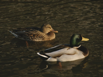 Buy A Pair of Mallard Ducks Go for a Swim at AllPosters.com