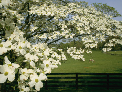 Buy A Blossoming Dogwood Tree in Virginia at AllPosters.com