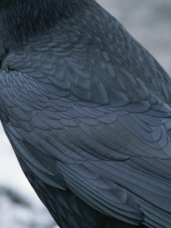 Buy A Close View of the Back and Wing of a Raven at AllPosters.com