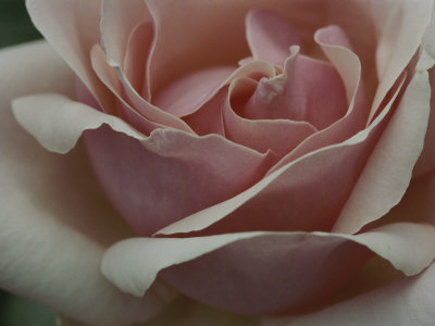Buy Close View of a Pink Rose Blossom at AllPosters.com