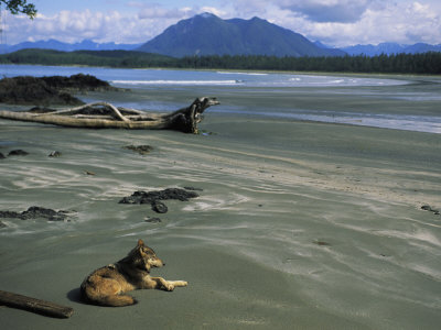 Gray Wolf on Beach