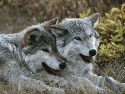 Buy Two Gray Wolves, Canis Lupus, Rest after Playing with a Stick at AllPosters.com