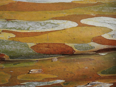 Abstract Created by a Close View of Snow Gum Tree Bark