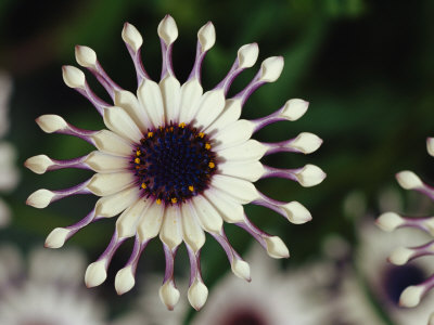 Buy A Close View of a Pink South African Daisy at AllPosters.com
