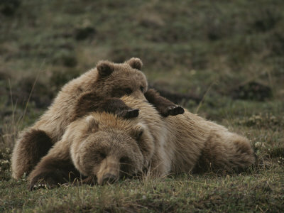 Buy A Grizzly Mother and Her Cub Lounge Together in a Field at AllPosters.com