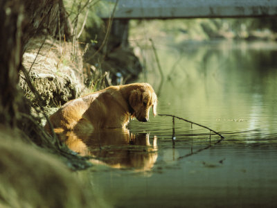 Buy A Pet Dog Sits in the Shallow Water of a Creek at AllPosters.com