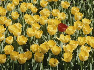 Buy A Single Red Tulip Among Yellow Tulips at AllPosters.com