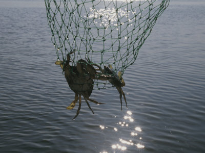 Buy Two Blue Crabs Caught in a Net at AllPosters.com