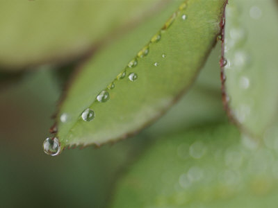 Buy Close View of Raindrops Running Down Rose Leaf at AllPosters.com