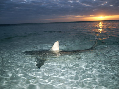 Buy Blacktip Shark Fins, Carcharhinus Limbatus, Slice the Waters Surface at AllPosters.com