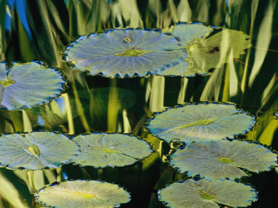 Buy Water Lily Pads on the Surface of a Chicago Botanic Garden Pool at AllPosters.com