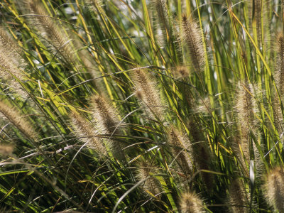 Buy Close View of Grasses Growing in the Chicago Botanic Garden at AllPosters.com