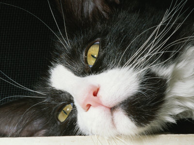 Buy Close View of Black-And-White Short-Haired Cat at AllPosters.com