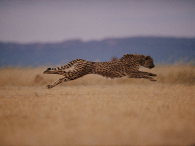 Buy A Cheetah with Limbs Parallel to the Ground While in Full Sprint at AllPosters.com