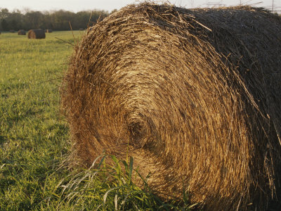 Hay Bales in Fields Near Bell Buckle, Tennessee