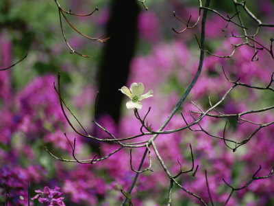 A Single Dogwood Blossom is Seen against a Colorful Background