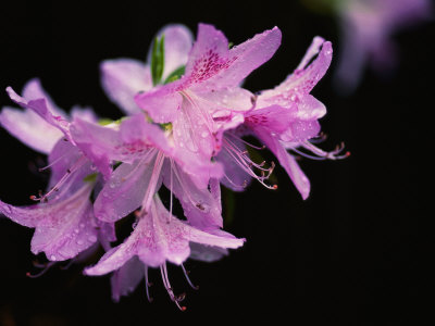 Buy Close View of a Pink Azalea with the Stamen Jutting Out at AllPosters.com