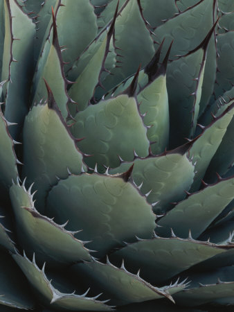 Close View of an Agave Plant